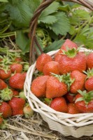 Strawberry - Fragaria ananassa 'Hapil'