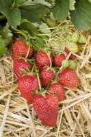 Strawberry - Fragaria ananassa 'Korona'