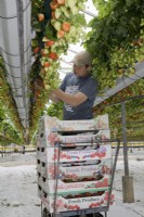 Commercial strawberry picking under glass - Tabletop system
