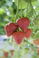 Strawberry - Fragaria ananassa 'Sasha'
