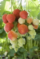 Strawberry - Fragaria ananassa 'Sonata'