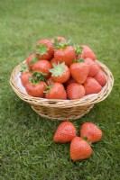 Strawberries in a basket - Fragaria ananassa 'Sonata'