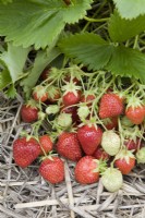 Strawberry - Fragaria ananassa 'Sophie'