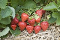 Strawberry - Fragaria ananassa 'Sweetheart'