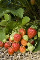 Strawberry - Fragaria ananassa 'Symphony'
