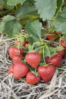 Strawberry - Fragaria ananassa 'Cupid'