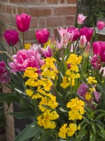 Erysimum 'Lela Yellow Glow' with pink tulips in container