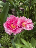 Tulipa - 'Chato'