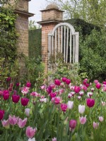 Border of tulips in shades of pink at East Ruston old Vicarage gardens Norfolk
