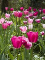 Border of tulips in shades of pink