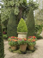 Containers with tulips and clipped yews