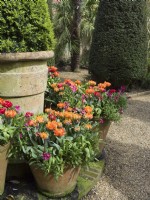 Tulipa - Mixed double flowering tulips in terracotta containers