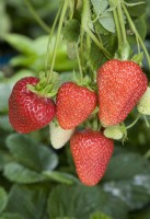 Strawberry - Fragaria ananassa 'Albion'
