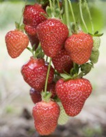 Strawberry - Fragaria ananassa 'Everest'