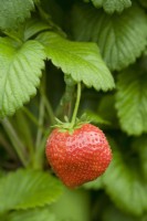 Strawberry - Fragaria ananassa 'Maxim'