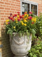 Tulipa - Mixed tulips and Erysium 'Lela Yellow Glow' in large ornamental urn