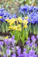 Narcissus 'Tete-a-Tete', Crocus tommassinianus and Iris reticulata 'Harmony' in border