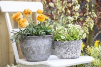 Ranunculus 'Vortex Orange Apricot' and Mossy saxifrage 'Alpino Early Lime' in pots on white chair