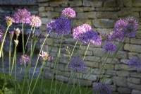 Allium 'Purple Sensation' in border with cotswold stone wall.