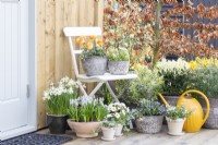 Ranunculus 'Vortex Orange Apricot' and Mossy saxifrage 'Alpino Early Lime' in pots on white chair with Yellow watering can, Narcissus 'Topolino', Muscari 'Valerie Finnis', Primula, Lithodora diffusa, Hebe Variegata, Myostis and Euonymus japonica beneath it
