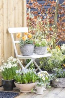 Ranunculus 'Vortex Orange Apricot' and Mossy saxifrage 'Alpino Early Lime' in pots on white chair with Narcissus, Muscari, Primula and Hebe beneath