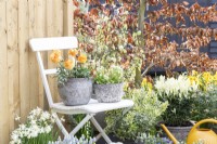Ranunculus 'Vortex Orange Apricot' and Mossy saxifrage 'Alpino Early Lime' in pots on white chair with surrounding planting