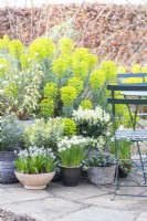 Lithodora diffusa, Muscari armeniacum 'Valerie Finnis' Narcissus 'Topolino', Hebe variegata, Euonymus, Mossy saxifrage and Choisya arranged on patio with table and chairs
