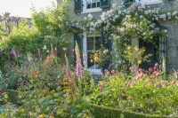 View of a town garden with formal flower beds edged with dwarf box and filled with roses and foxgloves. Rambling roses and climbing roses covering the porch over the front door and the  walls of the house. June.