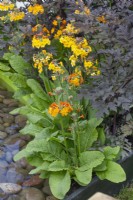 Yellow and orange primulas next to Sambucus foliage in the 'In the Loop' garden at BBC Gardener's World Live 2015