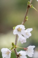 Prunus incisa 'Kojo-No-Mai'