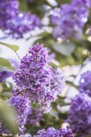 Syringa vulgaris - Lilac