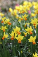 Narcissus 'Andalusia' -  dwarf daffodil
