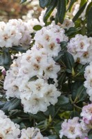 Rhododendron 'Simona'