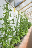 Sweet peas growing in pots with automatic irrigation and trained as cordons up bamboo poles and string in a greenhouse for cutflowers. June