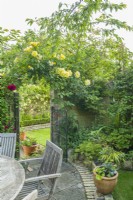View from a patio with teak table and chairs through a gate in a brick wall and down to a lower level with a lawn. Climbing roses covering the walls and a corner bed with attractive foiliage plants. June