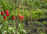 Spring border with tulips in flower and support sticks in place for later climbing plants