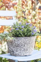 Lithodora diffusa in pot on a metal chair