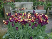 Tulips and seating area in the Mediterranean garden at  East Ruston Old Vicarage Gardens, Norfolk  April Spring