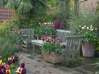 Tulips in containers and seating area Mediterranean garden at  East Ruston Old Vicarage Gardens, Norfolk. April Spring