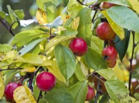 Malus 'Evereste' AGM - Crab apple - red fruits in autumn