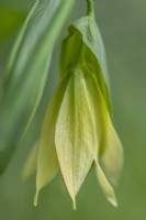 Uvularia grandiflora variety pallida flowering in Spring - April