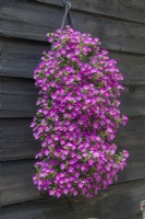 Bright pink bacopa growing in a hanging flower bag or pouch attached to a weather boarded garden shed. June.