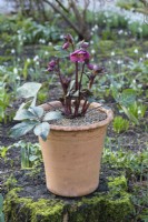 Terracotta pot with hellebore in February