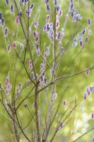 Salix gracilistyla 'Mount Aso' in February