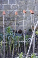 Winter vegetable patch with kale and hazel sticks in February