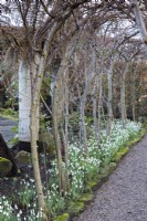 Hazel tunnel underplanted with snowdrops at York Gate Garden in February