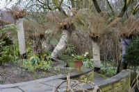 Tree ferns wrapped with coffee sacks as winter protection at York Gate Garden in February