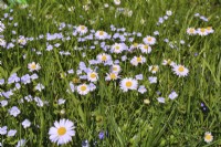 Wildflower meadow with Veronica persica- common field - speedwell and Bellis Parennis - daisies.