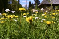 Taraxacum officinale - Dandelion and Cardamine pratensis in meadow in front of house. April