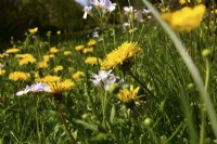 Taraxacum officinale - Dandelion and Cardamine pratensis in a meadow. April